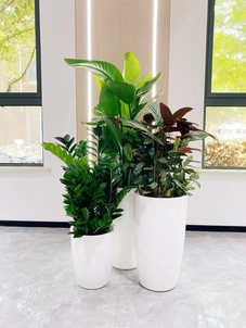 价格超实惠的宁波北仑绿化养护，快看看！