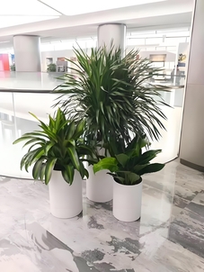 宁波杭州湾花木出租服务好